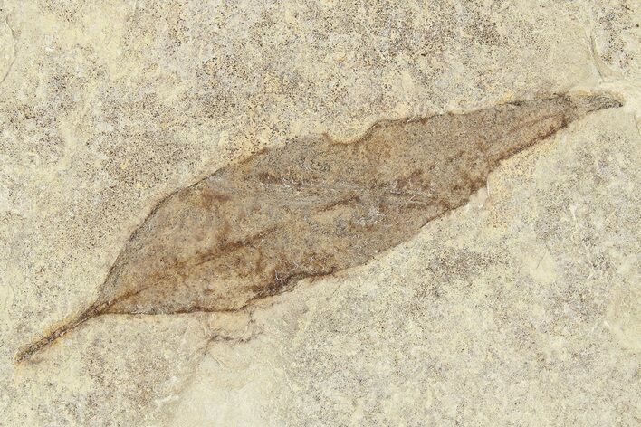 Fossil Leaf - Green River Formation, Utah #256822